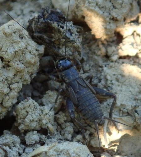 Eumodicogryllus bordigalensis bordigalensis